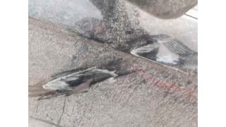 PUERTA DELANTERA IZQUIERDA HONDA CR-V 2.0 VTEC (150 CV) DE 2010 - D.4631190