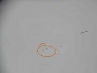 Recambio de capo para volkswagen polo berlina (6n1) 1994-1999 básico referencia OEM IAM 6N0823031D VW0163100 109210730