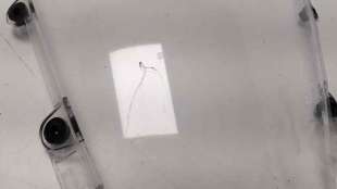 Recambio de cupula para honda cbr 500 r 2013-2016 cbr 500 r referencia OEM IAM 64215MKPJ40   2