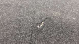 Recambio de bandeja trasera para bmw serie 3 lim. (f30) 2011-2015 318d referencia OEM IAM 7246302   2