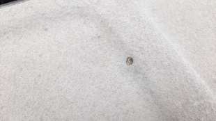 Recambio de bandeja trasera para citroën xsara picasso 1999-2011 1.6 16v hdi fap referencia OEM IAM 8794RA   2